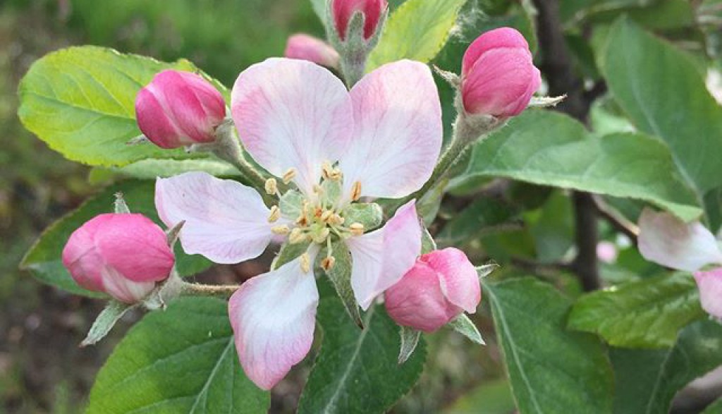 Notes From The Orchard Bloom Season In Michigan Usapple